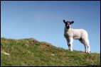 Yorkshire Lamb