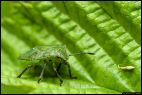 Leaf Insect in Peak District