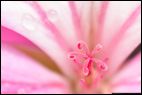 Pink Flower Macro